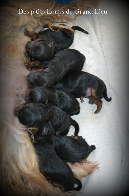 Des P'tits Loups De Grand Lieu - 8 mois pour les sept bébés !