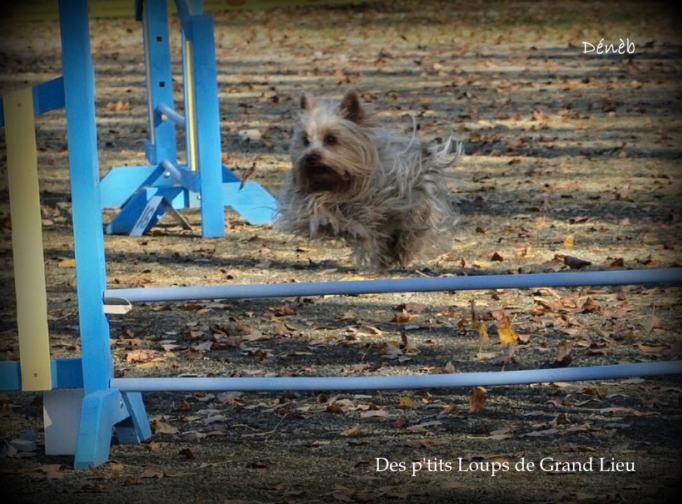 Des P'tits Loups De Grand Lieu - Concours agility Châteaubriand 25/10