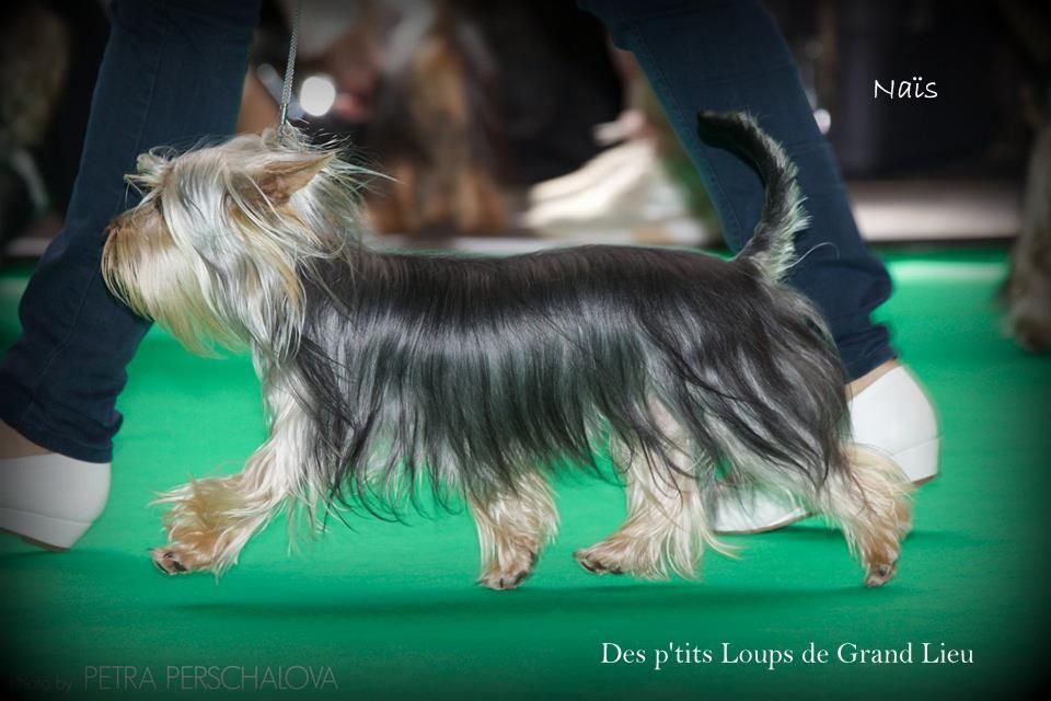 Des P'tits Loups De Grand Lieu - World dog Show 10/08