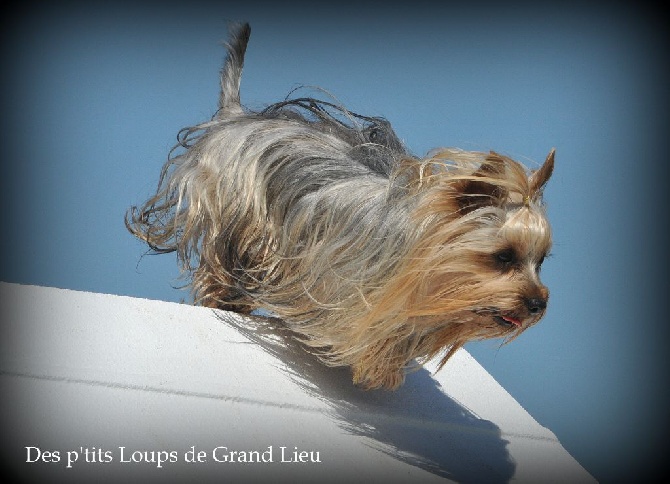 Des P'tits Loups De Grand Lieu - Concours agility Vertou 09/06