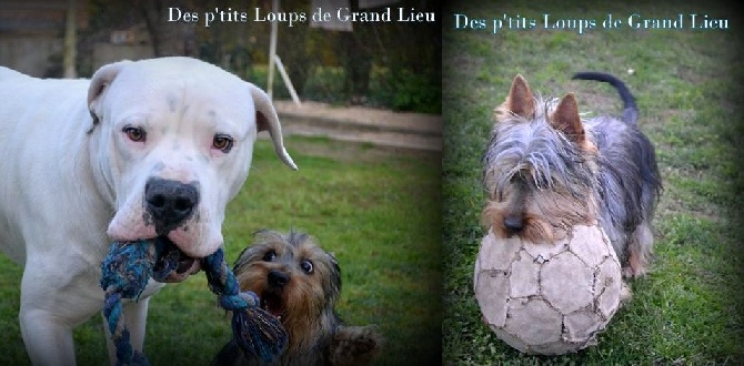 Des P'tits Loups De Grand Lieu - Ipso joue comme un grand ...