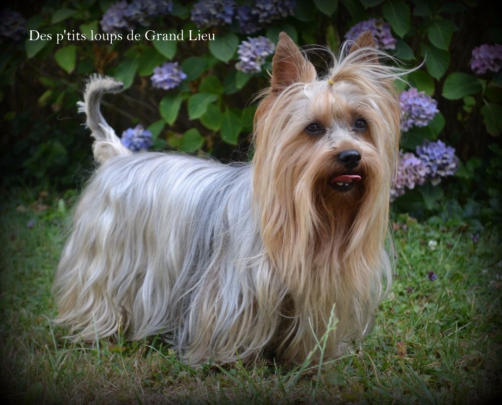 Des P'tits Loups De Grand Lieu - Concours agility Les Sorinières 26/07