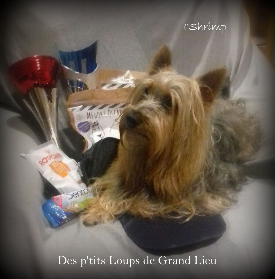 Des P'tits Loups De Grand Lieu - Concours agility Saint Julien de Concelles 22/09