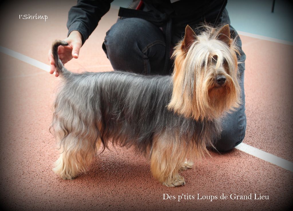 Des P'tits Loups De Grand Lieu - Nationale d'élevage Montigny en Gohelle 27/09