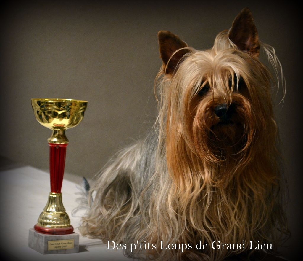 Des P'tits Loups De Grand Lieu - Concours agility Saint Julien de Concelles 13/09