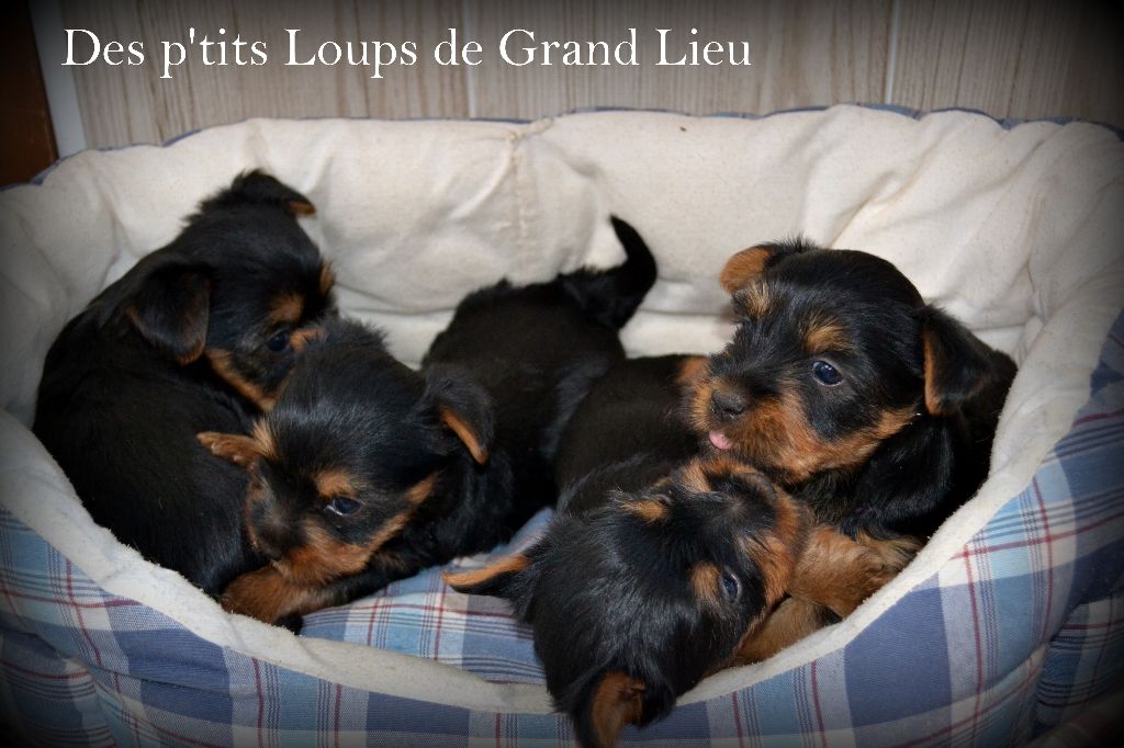 Des P'tits Loups De Grand Lieu - Bilan 2015