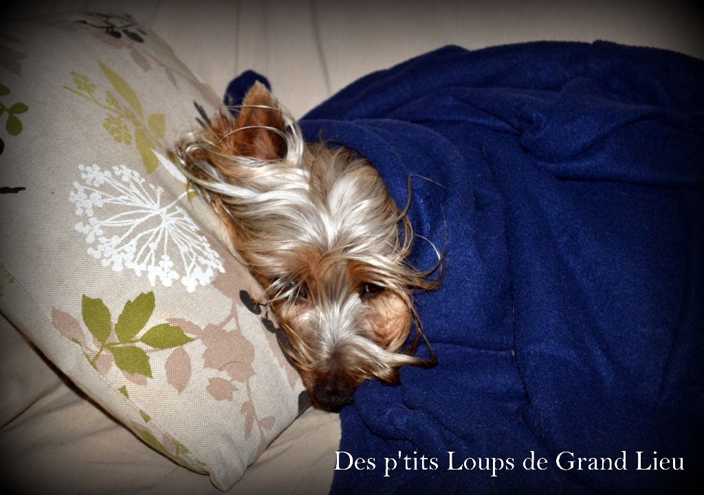 Des P'tits Loups De Grand Lieu - Week-end à Nantes 10 & 11/12