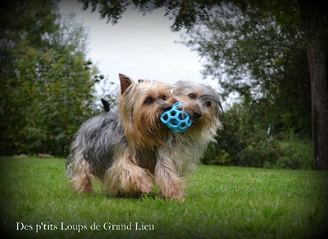 Des P'tits Loups De Grand Lieu - Nous sommes de retour !