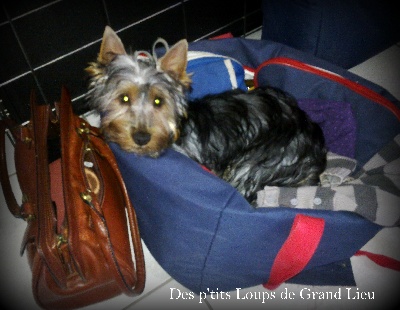 Des P'tits Loups De Grand Lieu - Week-end tranquille...