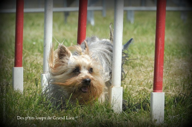 Des P'tits Loups De Grand Lieu - Agility : les concours de fin d'année !