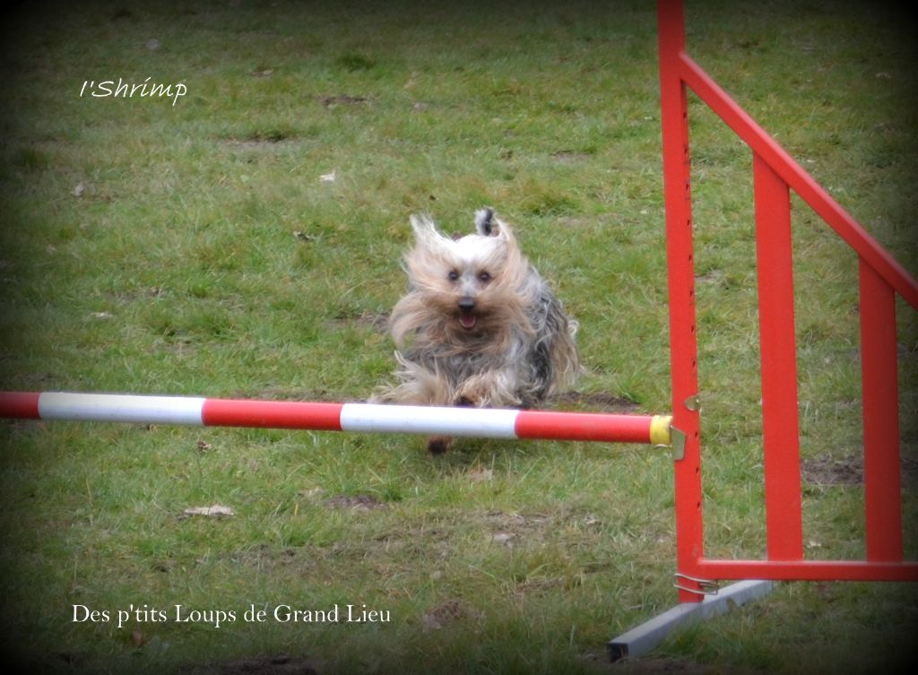 Des P'tits Loups De Grand Lieu - Concours d'agility Grand Champ les Fontaines 07/04