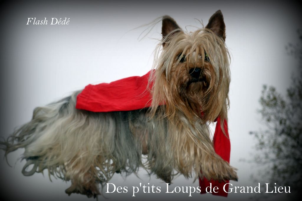 Des P'tits Loups De Grand Lieu - Super Dédé