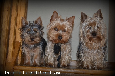 Des P'tits Loups De Grand Lieu - Retour de vacances