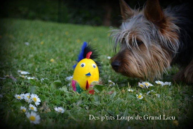 Des P'tits Loups De Grand Lieu - Joyeuse Pâques