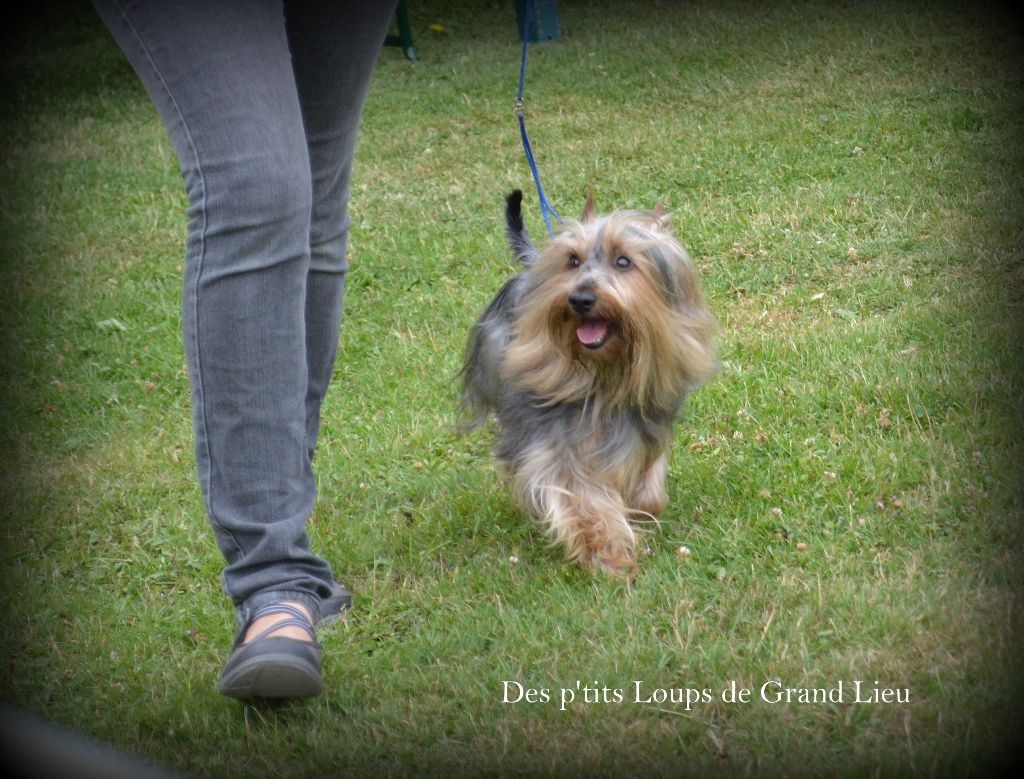 Des P'tits Loups De Grand Lieu - RE Oisseau le Petit 21/06