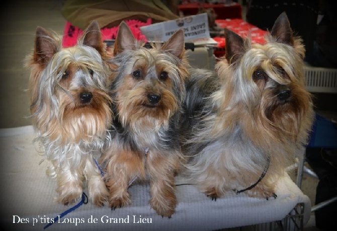 Des P'tits Loups De Grand Lieu - Expo Saint Brieuc 11/05