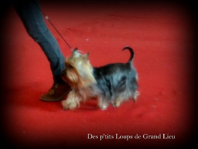 Des P'tits Loups De Grand Lieu - Expo Montluçon 16/03