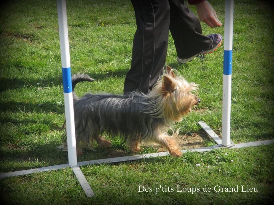 Des P'tits Loups De Grand Lieu - PASS agility Saint Brévin 27/04