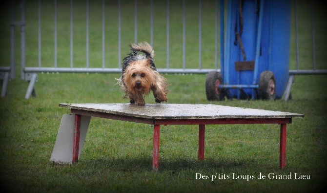 Des P'tits Loups De Grand Lieu - Concours agility Les Sorinières 28/02