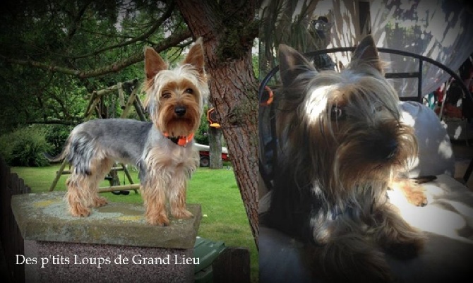 Des P'tits Loups De Grand Lieu - Iver et Artémis