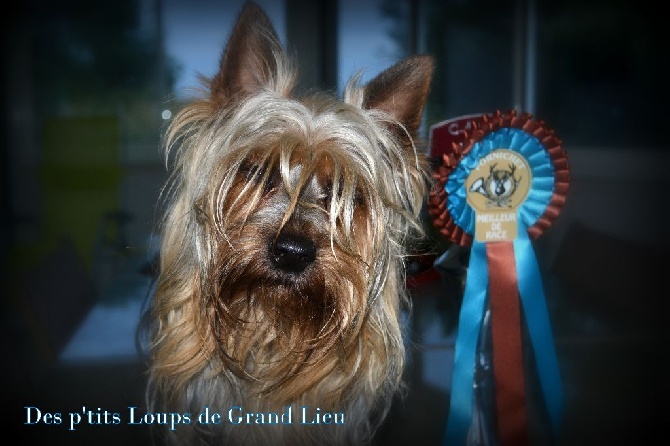 Des P'tits Loups De Grand Lieu - Expo Pornichet 29/06