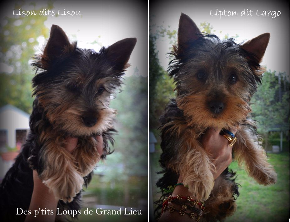 Des P'tits Loups De Grand Lieu - Ils ont rejoint leur famille