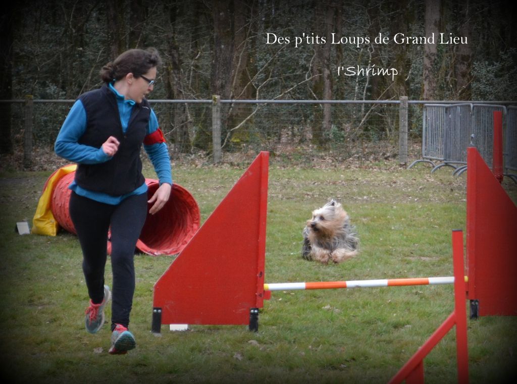 Des P'tits Loups De Grand Lieu - Concours agility Bouguenais 10-11/03