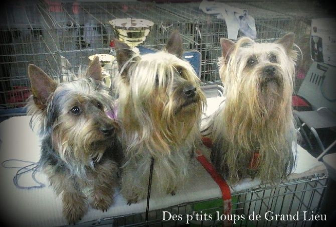Des P'tits Loups De Grand Lieu - Expo d'Angers 30/03