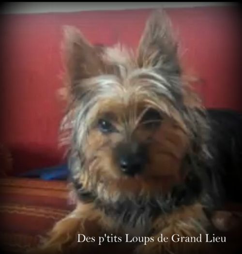 Des P'tits Loups De Grand Lieu - Une photo d'India