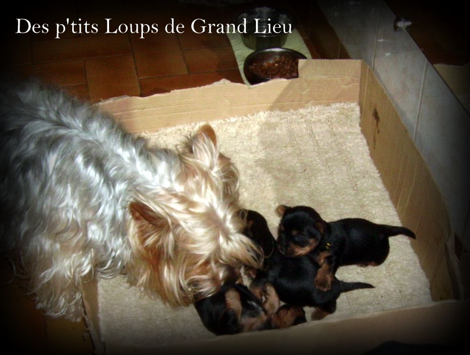 Des P'tits Loups De Grand Lieu - Les bébés sont arrivés !