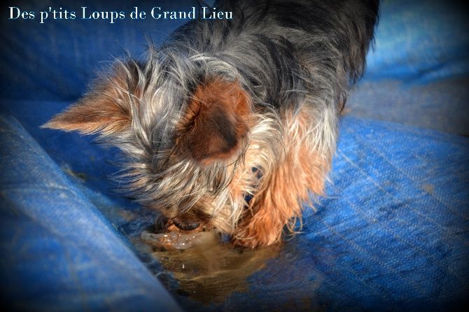 Des P'tits Loups De Grand Lieu - Iova