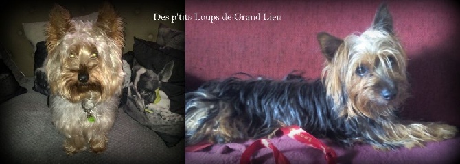 Des P'tits Loups De Grand Lieu - Des nouvelles de nos p'tits loups