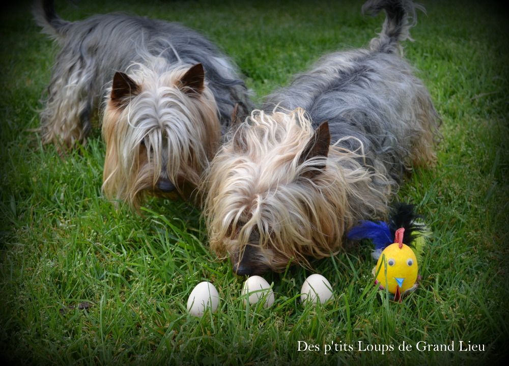 Des P'tits Loups De Grand Lieu - Joyeuses Pâques ! 