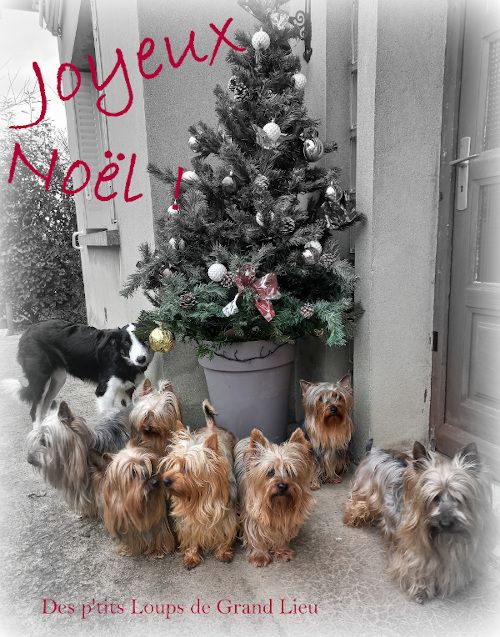 Des P'tits Loups De Grand Lieu - Joyeux Noël !!!