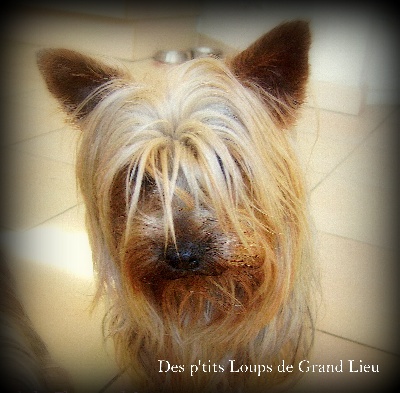 Des P'tits Loups De Grand Lieu - Concours agility Vertou 26/02