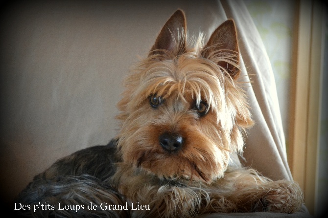 Des P'tits Loups De Grand Lieu - Concours agility Bouguenais 09/03