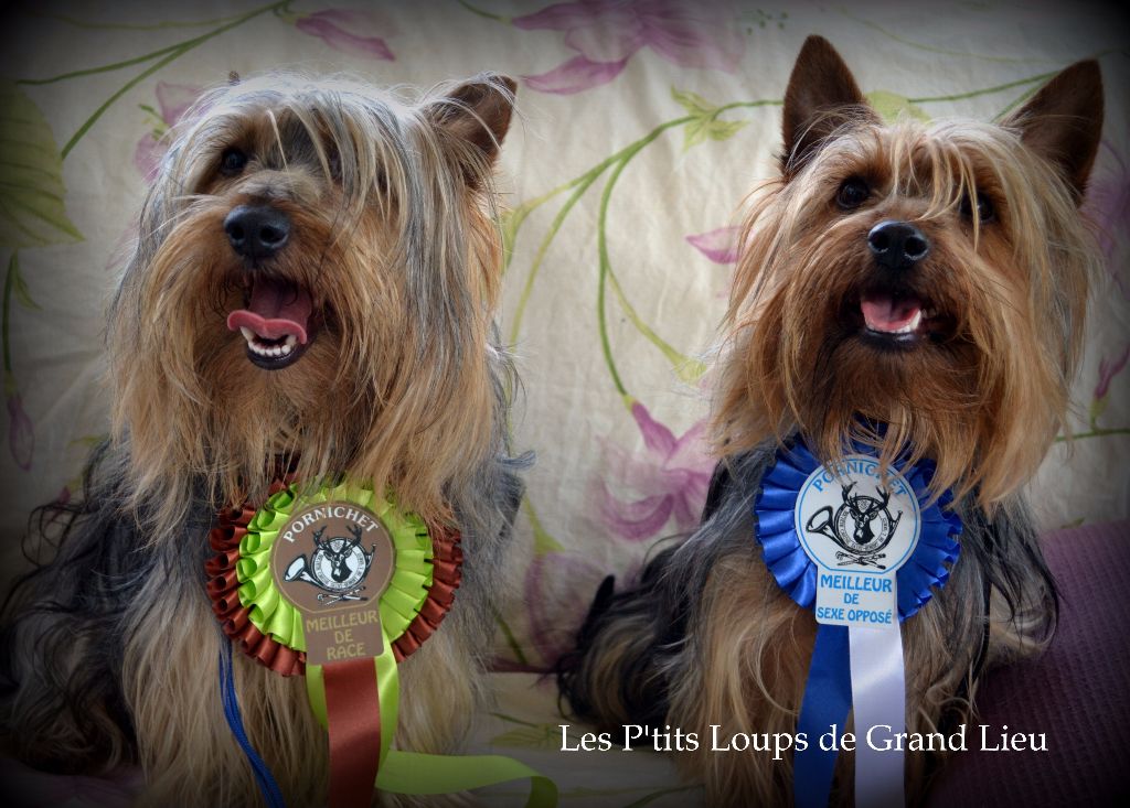 Des P'tits Loups De Grand Lieu - Expo Pornichet 28/06