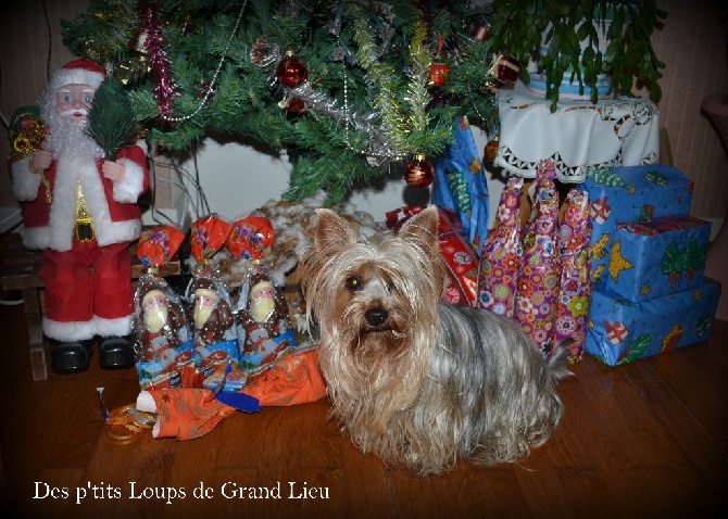 Des P'tits Loups De Grand Lieu - Joyeux Noël