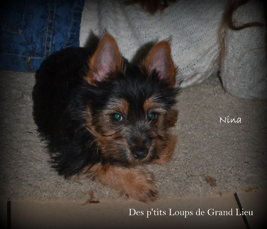 Nina Des P'tits Loups De Grand Lieu
