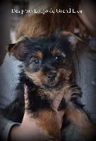 Des P'tits Loups De Grand Lieu - Australian Silky Terrier - Portée née le 14/09/2017