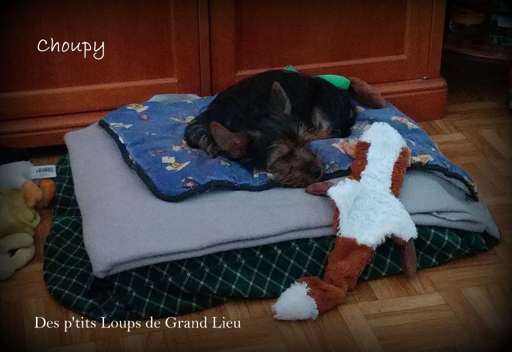 N'choupy Des P'tits Loups De Grand Lieu
