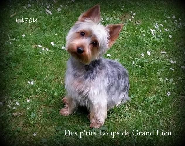Lison Des P'tits Loups De Grand Lieu