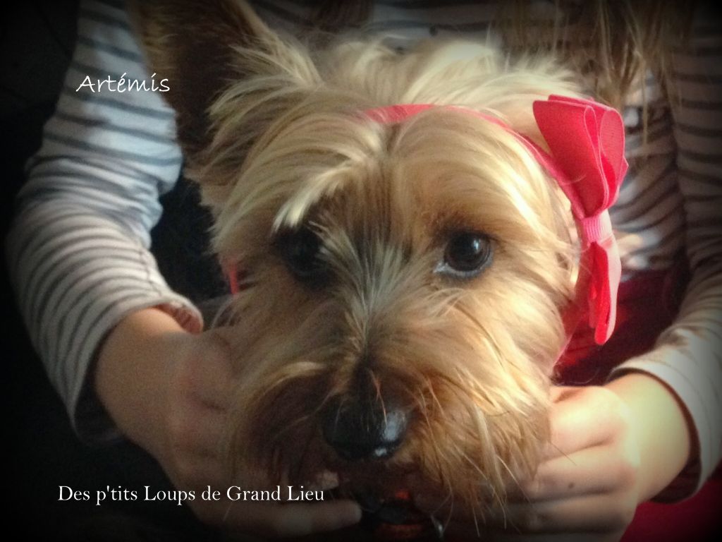 I'divine artémis Des P'tits Loups De Grand Lieu
