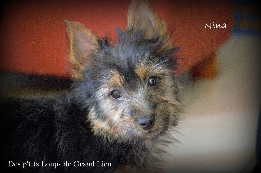 Nina Des P'tits Loups De Grand Lieu