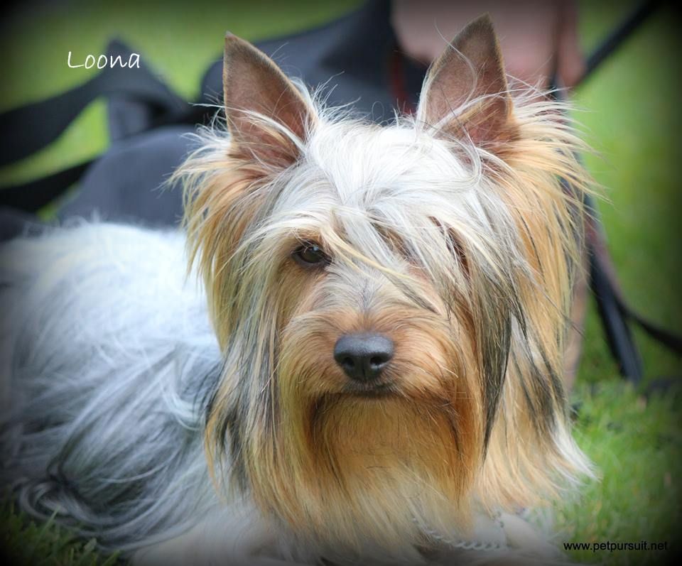 Loona Des P'tits Loups De Grand Lieu