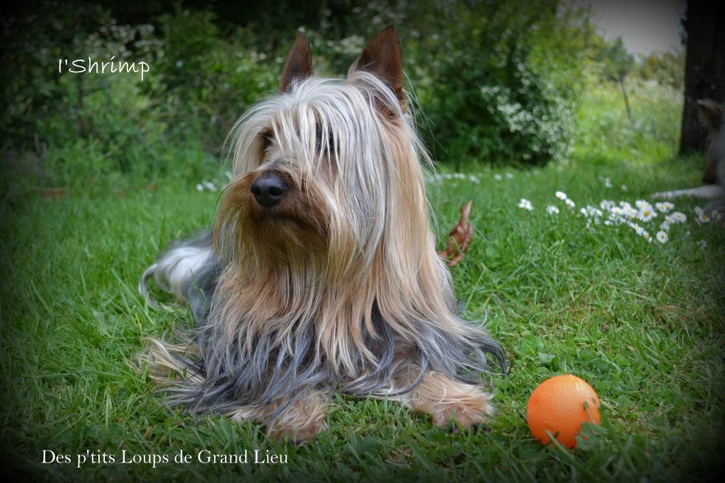 CH. I' shrimp Des P'tits Loups De Grand Lieu