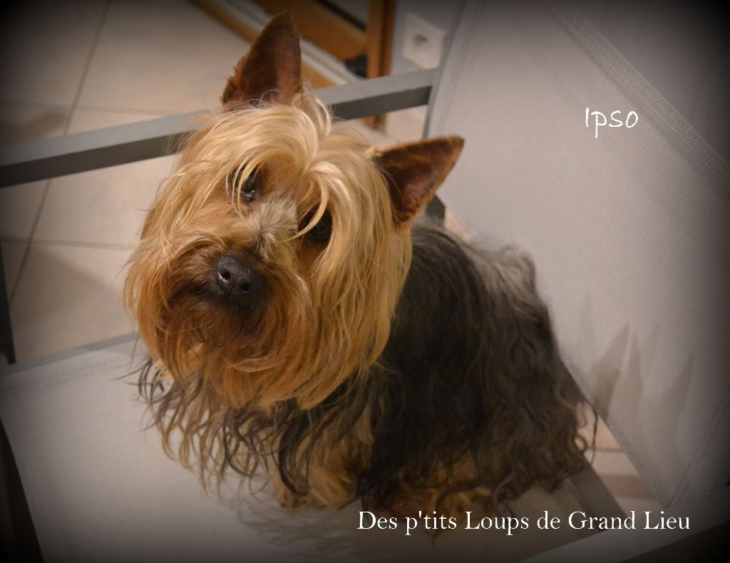 CH. Ipso Des P'tits Loups De Grand Lieu