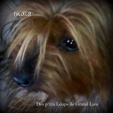 India Des P'tits Loups De Grand Lieu