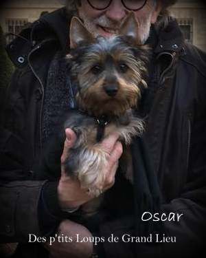 Orion (oscar) Des P'tits Loups De Grand Lieu