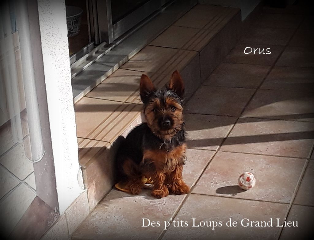 Orus Des P'tits Loups De Grand Lieu